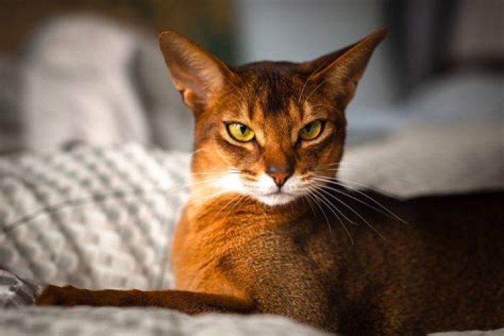 A Haven For Feline Lovers And Curious Explorers