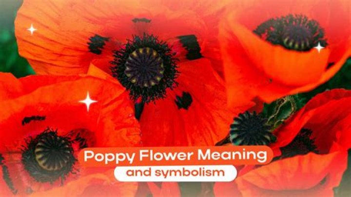 Poppy Symbolism: Peace And Stability ·