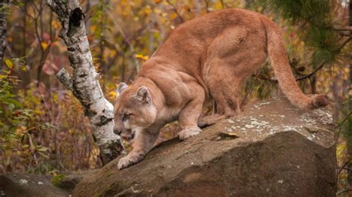 The Secrets Of Mountain Lion Tracking