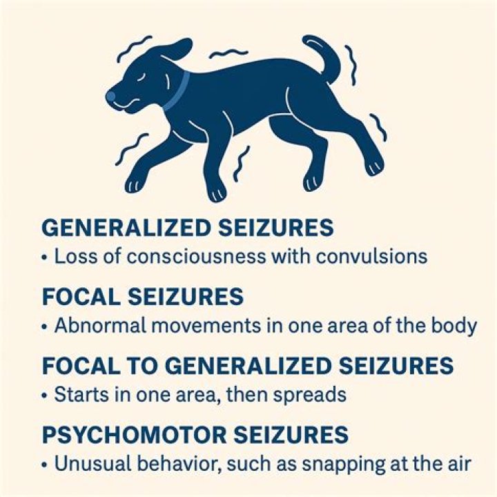 Unlocking The Secrets Of Dog Seizures While Sleeping: Discoveries And Insights